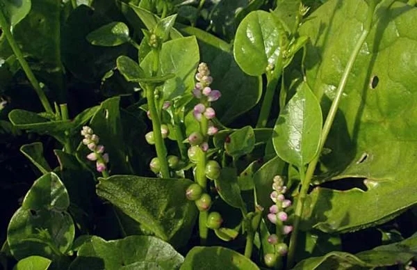 農村一種觀賞類植物，號稱“天然補鈣劑”