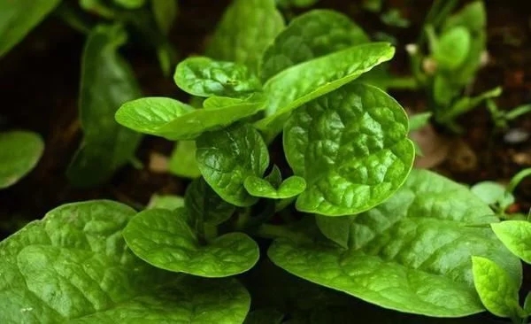 農村一種觀賞類植物，號稱“天然補鈣劑”