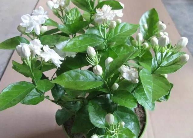 只需1個技巧就可調控你的盆栽花卉開花時間