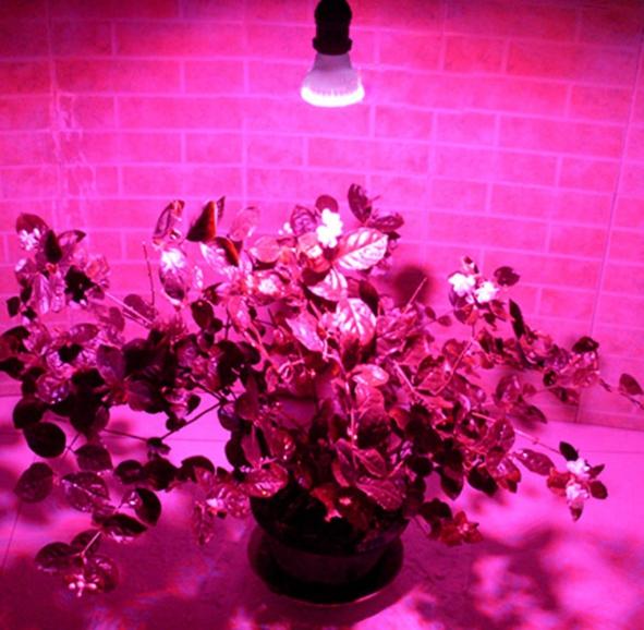 只需1個技巧就可調控你的盆栽花卉開花時間