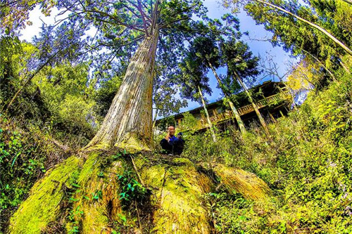 鄂西利川：毛壩鄉(xiāng)楠木村古樹名木繁茂