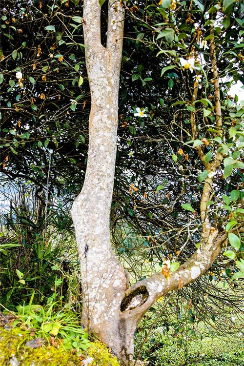 鄂西利川：毛壩鄉(xiāng)楠木村古樹名木繁茂