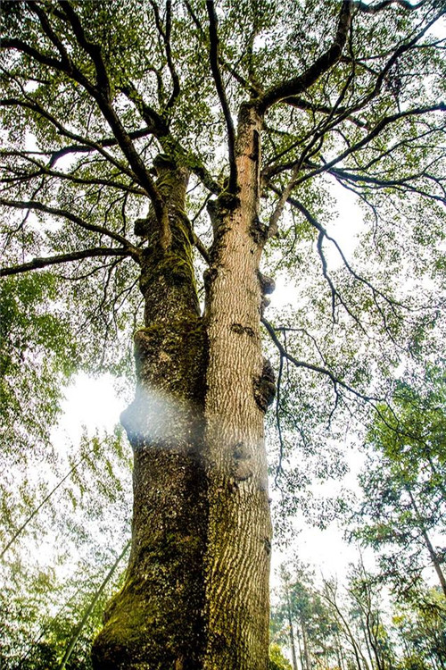 鄂西利川：毛壩鄉(xiāng)楠木村古樹名木繁茂