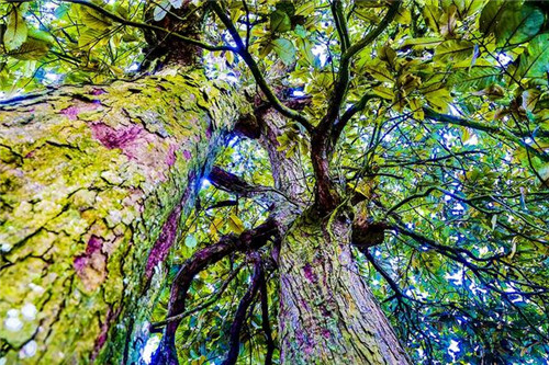 鄂西利川：毛壩鄉(xiāng)楠木村古樹名木繁茂