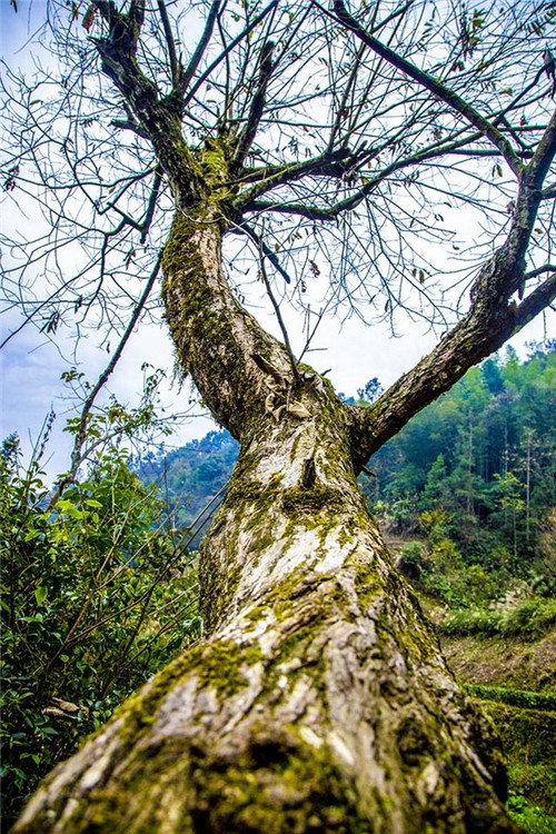 鄂西利川：毛壩鄉(xiāng)楠木村古樹名木繁茂