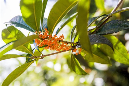 鄂西利川：毛壩鄉(xiāng)楠木村古樹名木繁茂