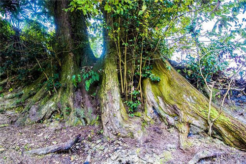 鄂西利川：毛壩鄉(xiāng)楠木村古樹名木繁茂