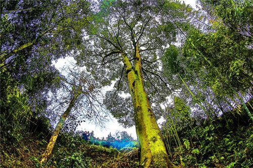 鄂西利川：毛壩鄉(xiāng)楠木村古樹名木繁茂