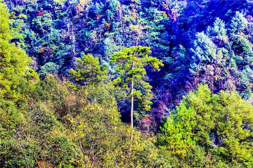 鄂西利川：毛壩鄉(xiāng)楠木村古樹名木繁茂