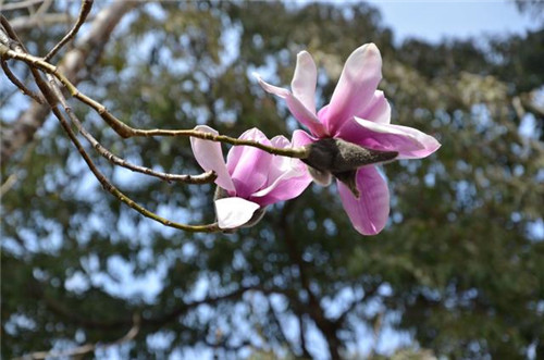 林深景美的云南寶臺山國家森林公園