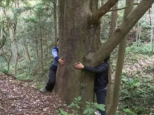 1200年的古樹，結滿了”紅寶石”！