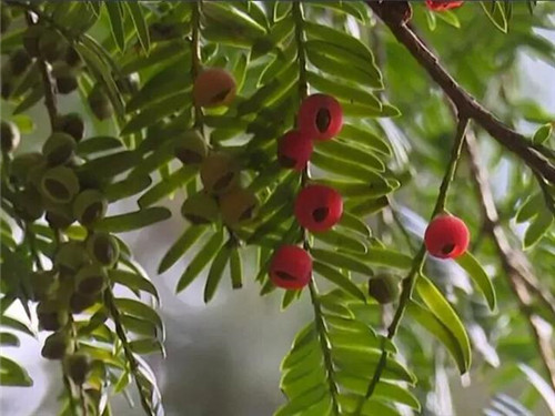 1200年的古樹，結滿了”紅寶石”！