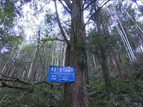 1200年的古樹，結滿了”紅寶石”！