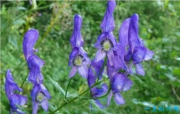 世界上最毒的十種植物