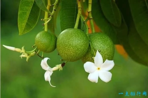 世界上最毒的十種植物