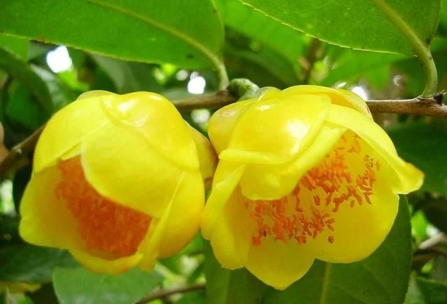 尋找發現國寶級珍稀植物金花茶