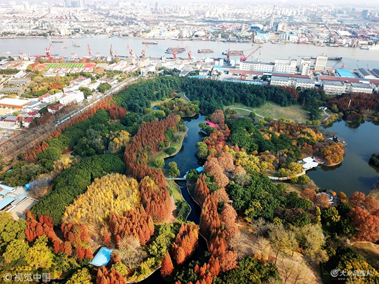 航拍上海森林公園初冬 層林盡染如五彩地毯
