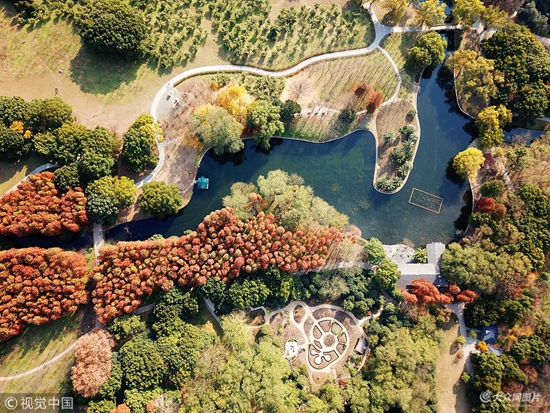 航拍上海森林公園初冬 層林盡染如五彩地毯