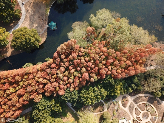 航拍上海森林公園初冬 層林盡染如五彩地毯