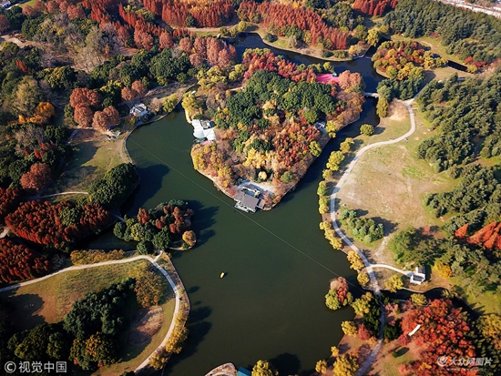 航拍上海森林公園初冬 層林盡染如五彩地毯