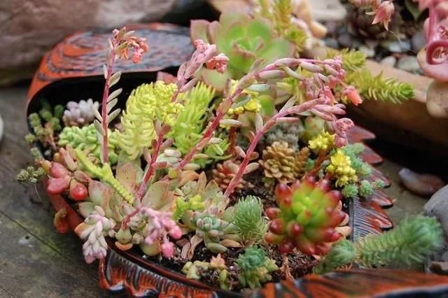 4個組合盆栽小技巧