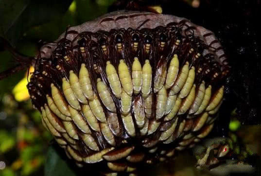 這顆向日葵千萬不要碰，一旦被蟄到直接會(huì)要命