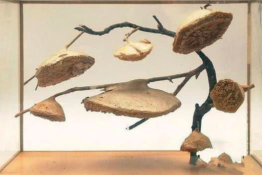 這顆向日葵千萬不要碰，一旦被蟄到直接會(huì)要命