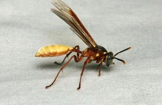 這顆向日葵千萬不要碰，一旦被蟄到直接會(huì)要命