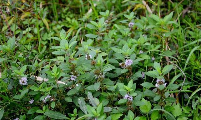 芳香植物的代表——眼睛草