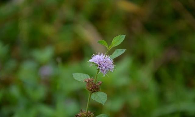 芳香植物的代表——眼睛草