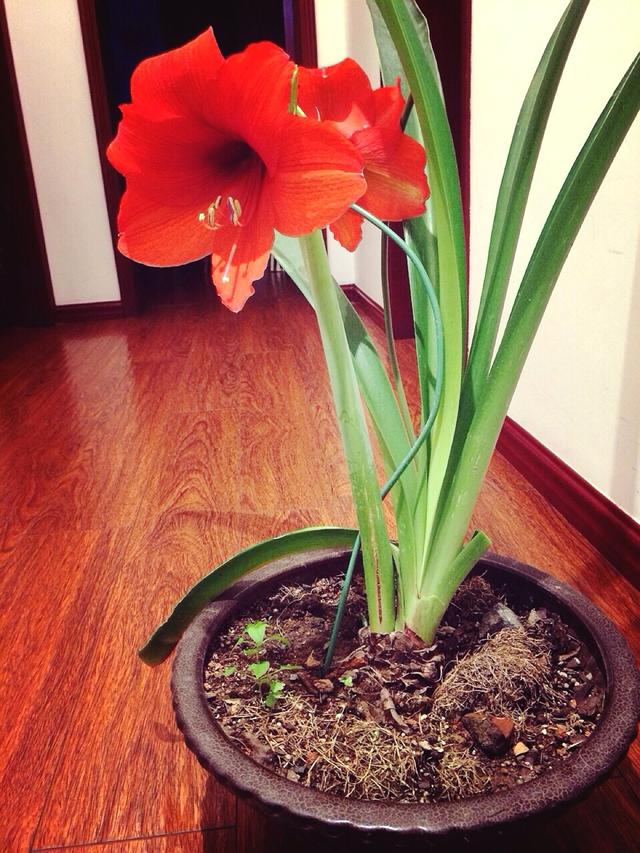 養(yǎng)這5種球根花卉，年年開花爆盆