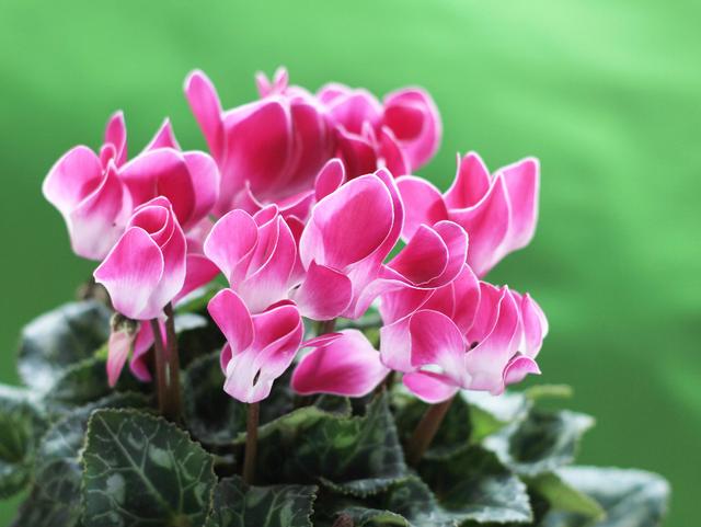 這幾花卉植物超耐寒,在冬季再也不怕凍傷!