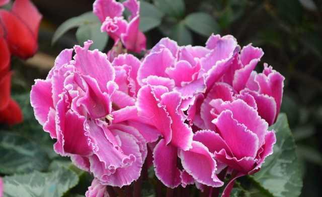 這幾花卉植物超耐寒,在冬季再也不怕凍傷!