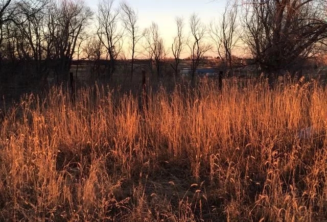 NASA就野生植物濕度與火災之間的關系研究
