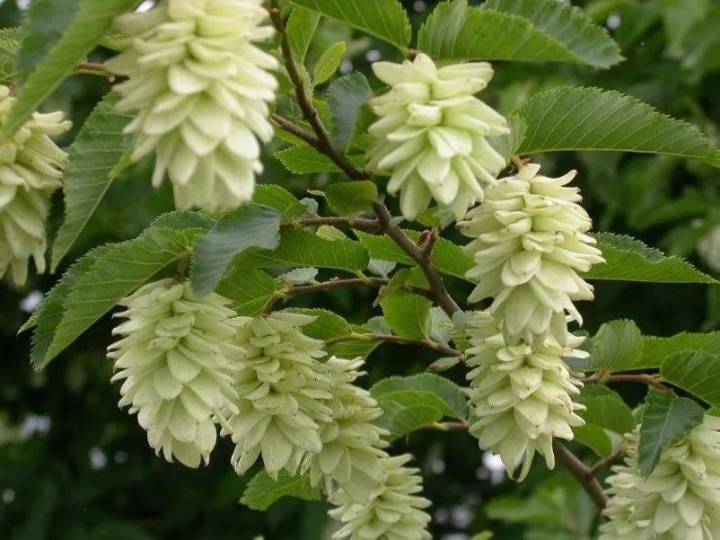 保持生物多樣性 守護逐漸消失的生物樂園