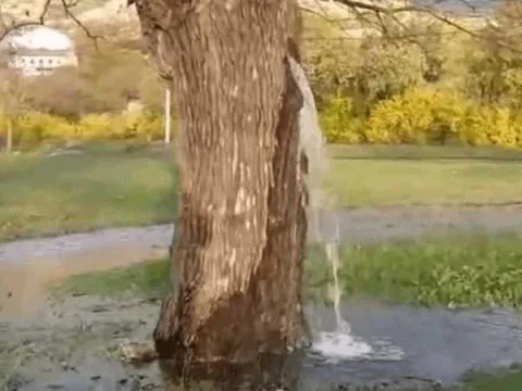 男子野外散步發現一棵古樹有異樣