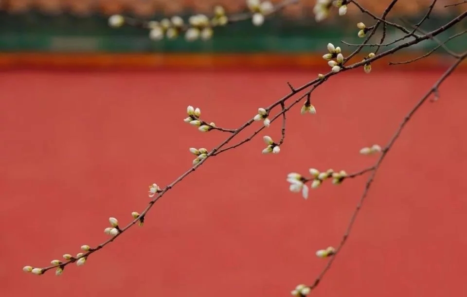 中式建筑的回歸與創(chuàng)新