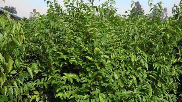 苗木市場需求已經大變臉