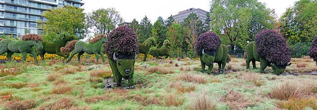 加拿大渥太華植物雕塑作品展,中國作品歡迎