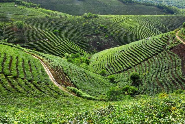 野生茶、臺地茶、喬木茶、古樹茶都是指什么
