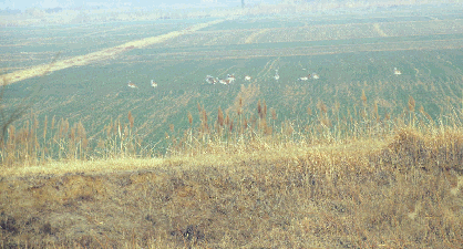 瀕危鳥類大鴇再度光臨黃河三角洲自然保護區(qū)