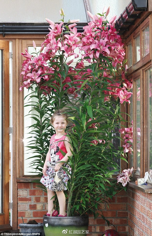 你種過1.5米高的庭院百合嗎？