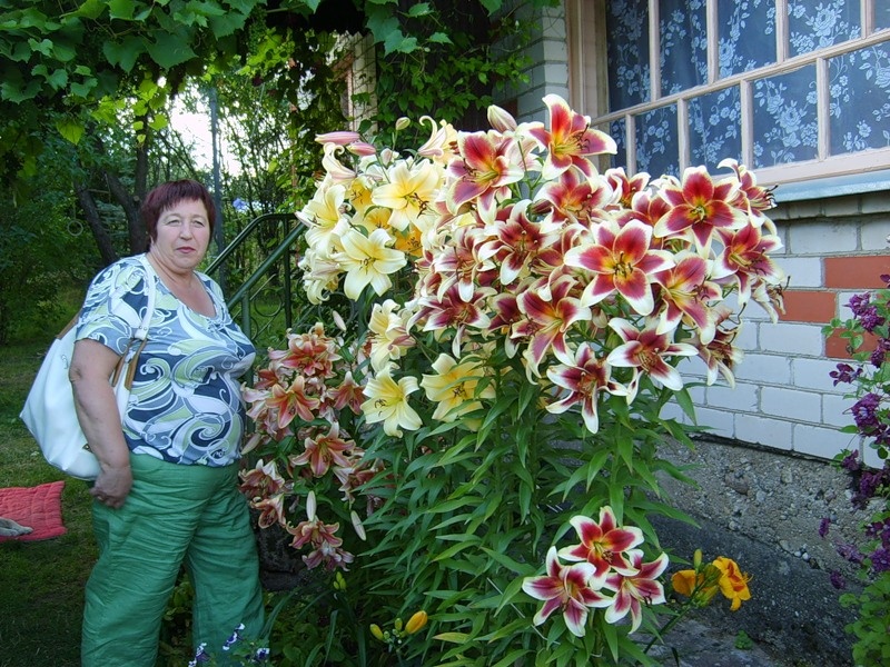 你種過1.5米高的庭院百合嗎？