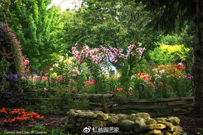 你種過1.5米高的庭院百合嗎？