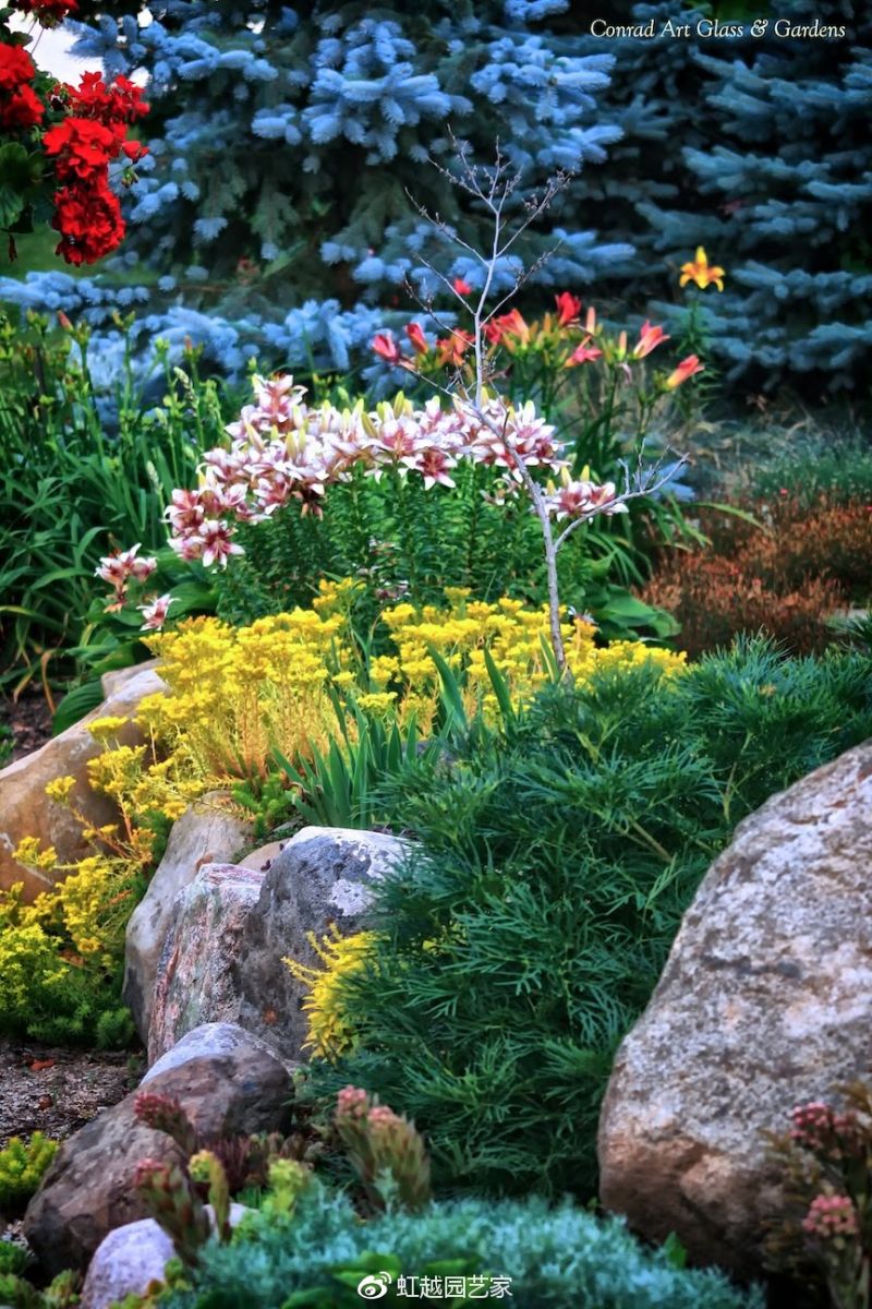 你種過1.5米高的庭院百合嗎？