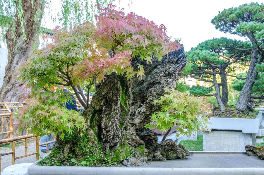官員被免職建園林 400年后成了文化遺產(chǎn)