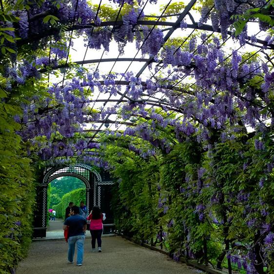 9種花卉爬藤能爬滿墻,美不勝收