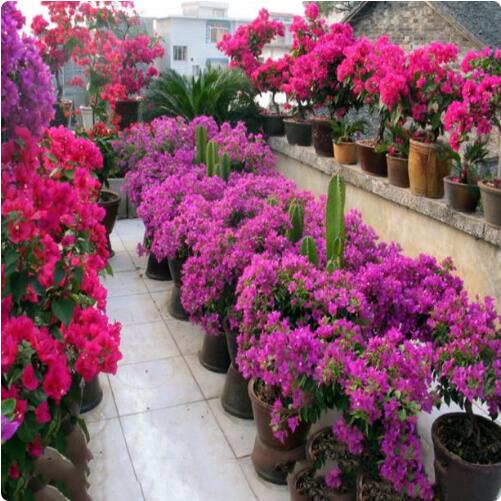 9種花卉爬藤能爬滿墻,美不勝收