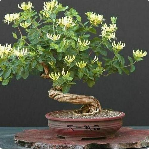 9種花卉爬藤能爬滿墻,美不勝收