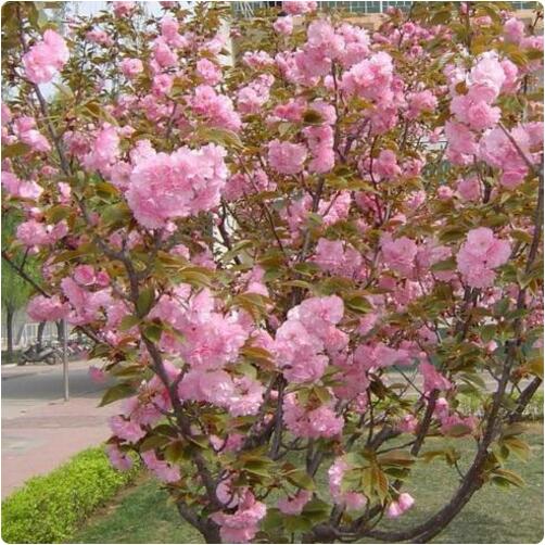 9種花卉爬藤能爬滿墻,美不勝收